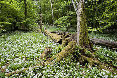 Weltnaturerbe Hainich © Thomas Stephan
