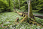 Weltnaturerbe Hainich © Thomas Stephan