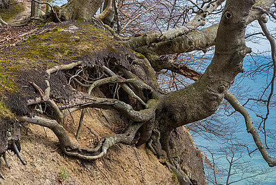 Foto: Welterbe Buchenwälder Jasmund