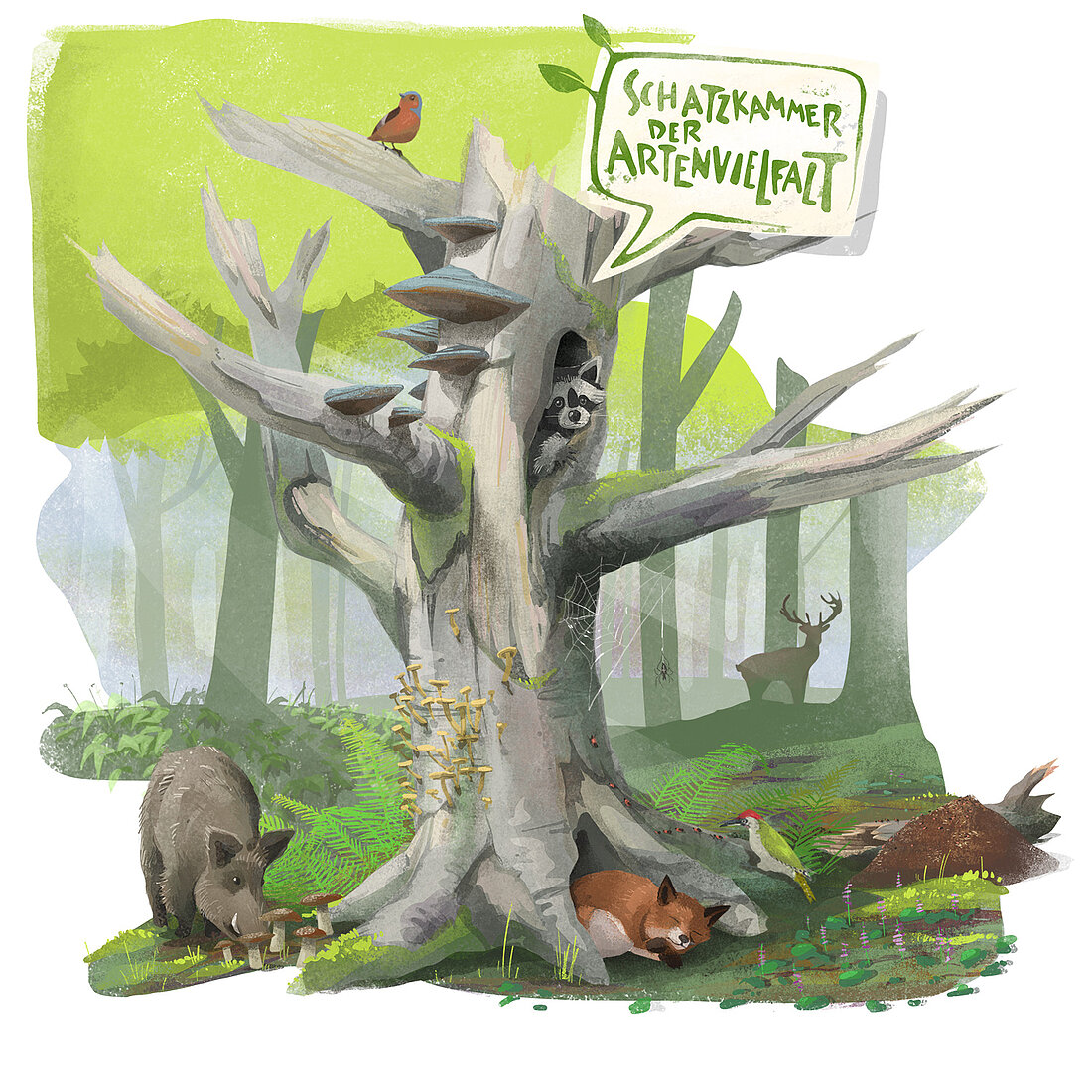 UNESCO-Welterbe Buchenwälder Artenvielfalt Grafik: UNESCO-Welterbe Buchenwälder Artenvielfalt